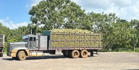 El camión cargado de piña en una finca