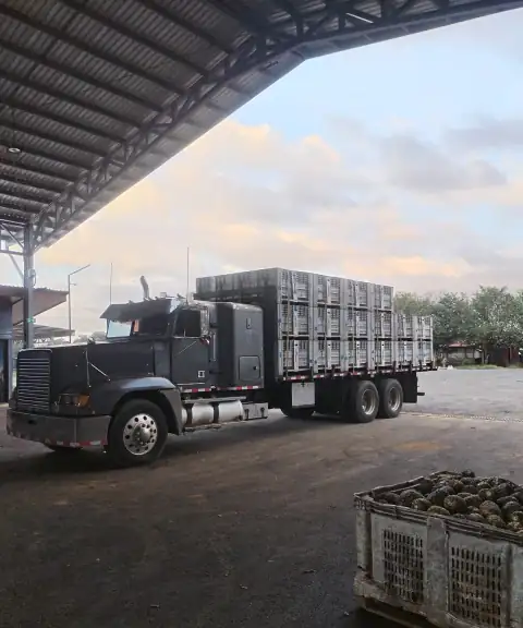 El camión con jaulas agrícolas en una planta empacadora