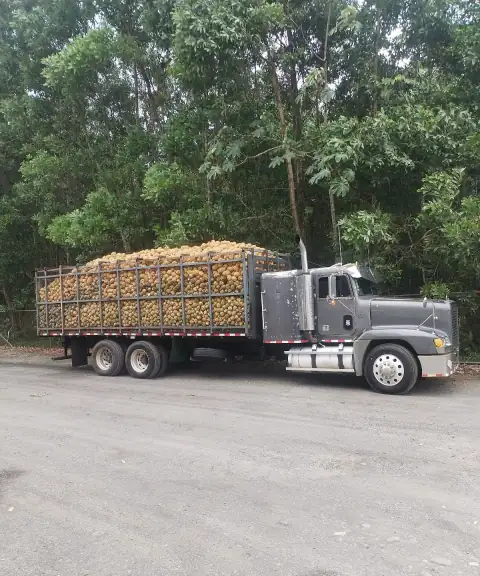 El camión cargado de piña a la orilla de la carretera